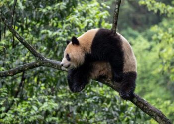 Panda raksasa Xin Bao di Pangkalan Bifengxia Panda dari Pusat Konservasi dan Penelitian Panda Raksasa Tiongkok di Ya'an, Provinsi Sichuan, Tiongkok barat daya.