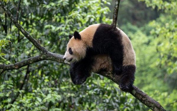 Sepasang Panda Raksasa Tinggalkan Kampung Halaman Menuju AS 1 Panda raksasa Xin Bao di Pangkalan Bifengxia Panda dari Pusat Konservasi dan Penelitian Panda Raksasa Tiongkok di Ya'an, Provinsi Sichuan, Tiongkok barat daya.