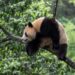 Panda raksasa Xin Bao di Pangkalan Bifengxia Panda dari Pusat Konservasi dan Penelitian Panda Raksasa Tiongkok di Ya'an, Provinsi Sichuan, Tiongkok barat daya.
