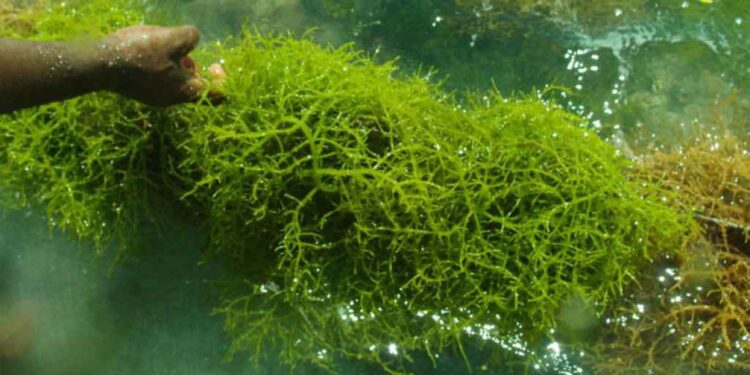 Ilustrasi rumput laut.