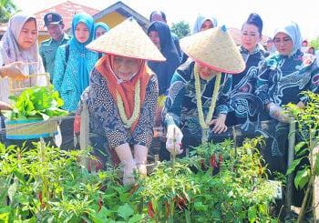 Dian Arif didampingi Pj Ketua PKK Langkat, Uke Retno Faisal Hasrimy, berkesempatan mengunjungi kebun Aku Hatinya PKK Desa Banyumas.