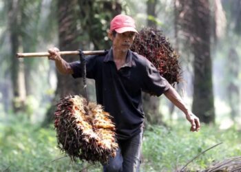 Petani sawit.