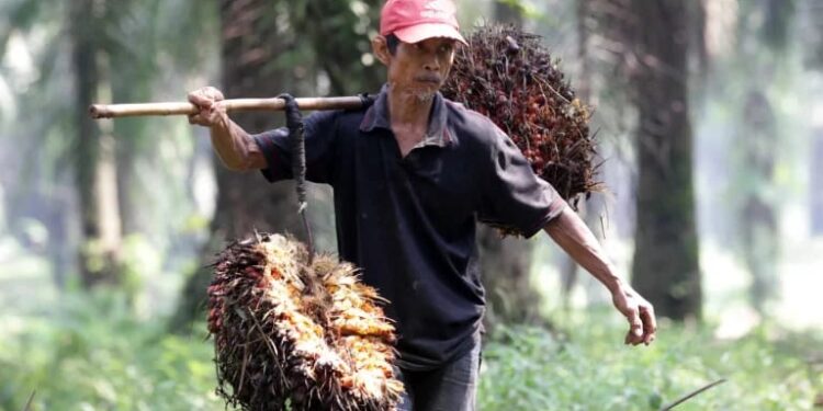 Harga CPO Naik Tajam, TBS Malah Anjlok 1 Petani sawit.