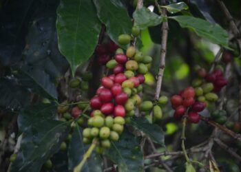 Ilustrasi tanaman kopi.