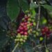 Mendag Dukung Upaya Pelaku Usaha dan Petani Tingkatkan Ekspor Kopi RI 2 Ilustrasi tanaman kopi.