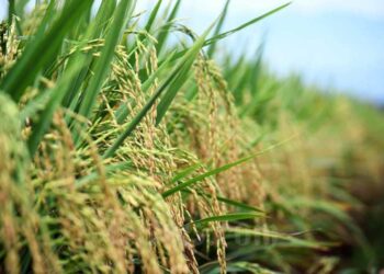 Ilustrasi areal sawah.