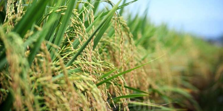 Perluasan Areal Tanam Padi di Sumut Ditargetkan 97.000 Hekatre 1 Ilustrasi areal sawah.