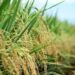 Perluasan Areal Tanam Padi di Sumut Ditargetkan 97.000 Hekatre 2 Ilustrasi areal sawah.