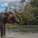 Destinasi Wisata untuk Melihat Gajah di Habitat Aslinya 2 Tangkahan.
