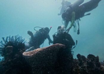 Transplantasi terumbu karang di Desa Wisata Pulau Pramuka, Kepulauan Seribu.