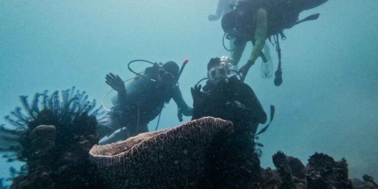 Menparekraf Transplantasi Terumbu Karang di Desa Wisata Pulau Pramuka 1 Transplantasi terumbu karang di Desa Wisata Pulau Pramuka, Kepulauan Seribu.