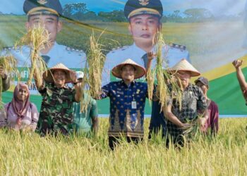 Panen Raya Padi di Kelurahan Mabar Hilir Pasar IV Kecamatan Medan Deli.