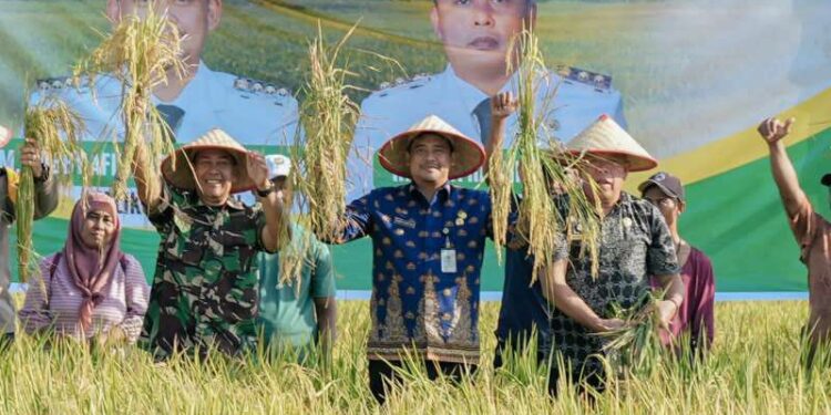 Panen Raya Padi di Persawahan Mabar Hilir, Ini Harapan Bobby Nasution 1 Panen Raya Padi di Kelurahan Mabar Hilir Pasar IV Kecamatan Medan Deli.