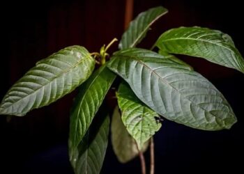 Tanaman kratom.
