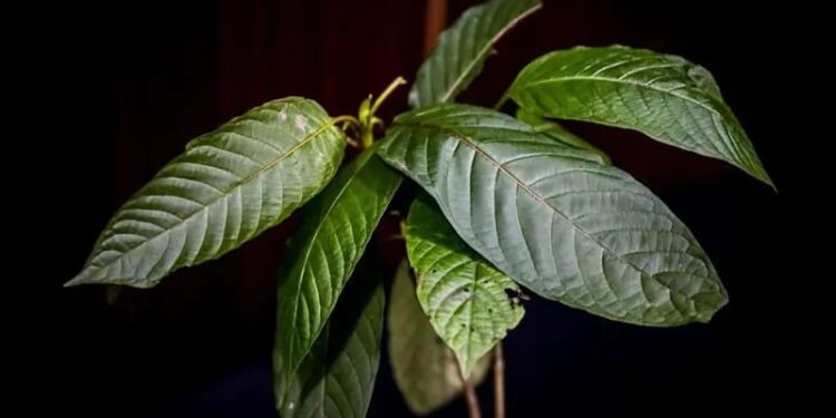 Pemerintah Resmi Atur Tata Niaga Ekspor Kratom 1 Tanaman kratom.