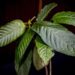 Tanaman kratom.