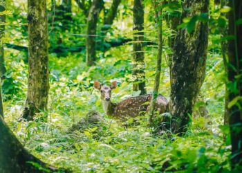 Rusa totol asal Istana Kepresidenan Bogor yang kini menjadi penghuni Taman Cadika.