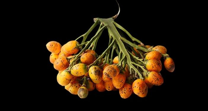 Lima Komoditas Ini Kini Dapat Disimpan di Gudang SRG 1 Ilustrasi buah pinang, satu dari lima komoditas yang kini masuk dalam program SRG.