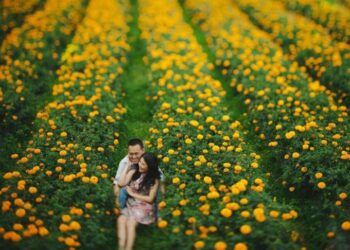 Kebun Bunga Marigold.