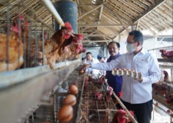 Mendag, Budi Santoso, memastikan sendiri kondisi pasokan telur ayam ras di tingkat peternak di Blitar, Jawa Timur.