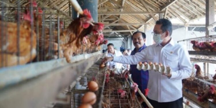 Tinjau Pasokan Telur di Blitar, Mendag Pastikan Stok Aman Jelang Puasa 1 Mendag, Budi Santoso, memastikan sendiri kondisi pasokan telur ayam ras di tingkat peternak di Blitar, Jawa Timur.