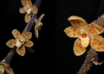 Spesies baru dari Pulau Sumatra, Anggrek Akar Tak Berdaun.