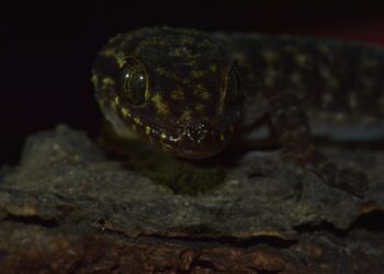 Cyrtodactylus pecelmadiun.