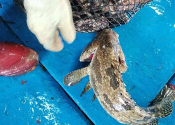 Ikan kerapu hidup (live grouper) dari Wakatobi yang diekspor ke Hongkong.