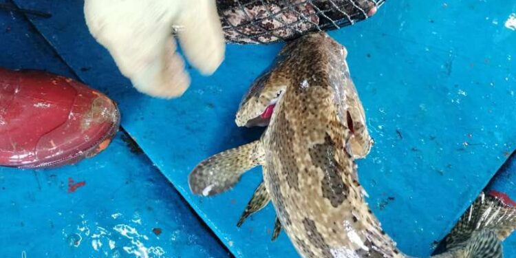Lewat Ekspor, Kerapu Asal Wakatobi Tembus Pasar Hongkong 1 Ikan kerapu hidup (live grouper) dari Wakatobi yang diekspor ke Hongkong.