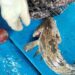 Lewat Ekspor, Kerapu Asal Wakatobi Tembus Pasar Hongkong 2 Ikan kerapu hidup (live grouper) dari Wakatobi yang diekspor ke Hongkong.