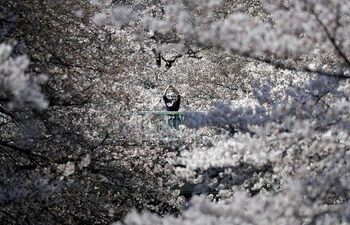 Pemandangan Bunga Sakura bermekaran di Jepang.