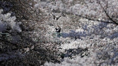 5 Budaya Jepang Ini Paling Menarik Bagi Turis 1 Pemandangan Bunga Sakura bermekaran di Jepang.