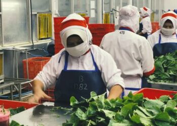 Perusahaan asal Semarang, PT Java Agritech catatkan ekspor sebanyak 72 ton wasabi ke Jepang dalam satu bulan.
