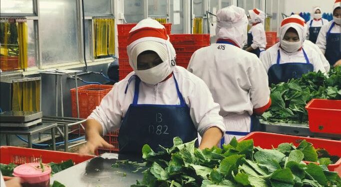 72 Ton Wasabi Produksi Semarang Tembus Pasar Jepang 1 Perusahaan asal Semarang, PT Java Agritech catatkan ekspor sebanyak 72 ton wasabi ke Jepang dalam satu bulan.