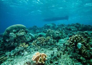 Keindahan bawah laut Pulau Maratua.