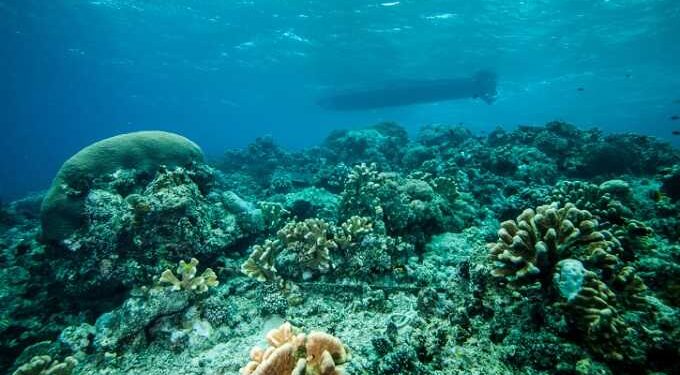 Nikmati Pesona Laut dan Alunan Jazz di Maratua Jazz & Dive Fiesta 2025! 1 Keindahan bawah laut Pulau Maratua.