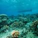 Nikmati Pesona Laut dan Alunan Jazz di Maratua Jazz & Dive Fiesta 2025! 2 Keindahan bawah laut Pulau Maratua.