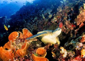 Taman Laut Bunaken di Sulawesi Utara.