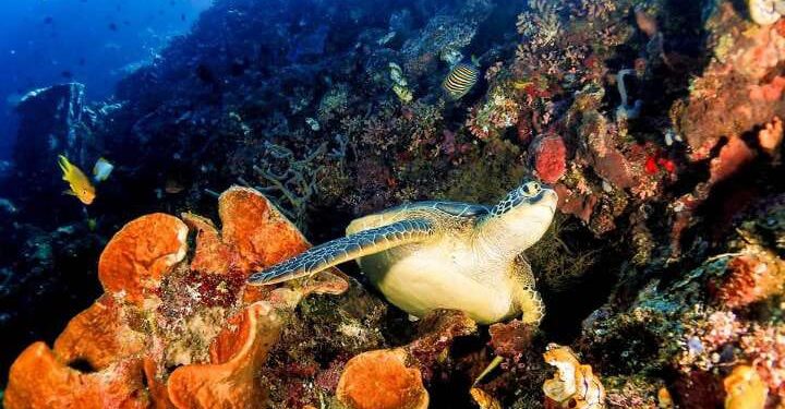 Taman Laut Bunaken di Sulawesi Utara.