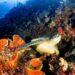 Taman Laut Bunaken di Sulawesi Utara.