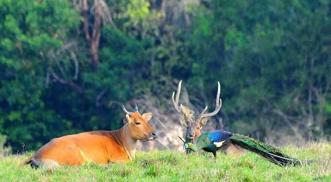 Ini 6 Destinasi Wisata Hutan di Indonesia, Menawan dan Memukau 1 Taman Nasional Alas Purwo, Jawa Timur.