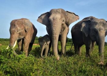 Gajah Sumatera di Taman Nasional Way Kambas.
