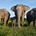 Tren Konflik Gajah Sumatera Meningkat, Wamenhut Dorong Solusi Berbasis Data 2 Gajah Sumatera di Taman Nasional Way Kambas.