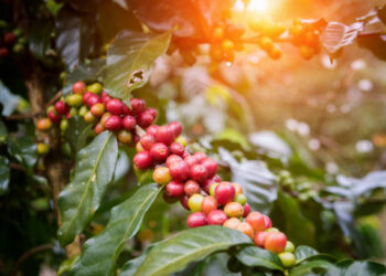 Tanaman kopi.