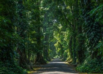 Kebun Raya Bogor.