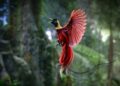 Birdwatching Burung Cenderawasih di Raja Ampat.