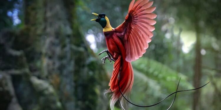 Mau Liburan ke Raja Ampat? Catat 7 Aktivitas Seru Ini Sebelum Berangkat! 1 Birdwatching Burung Cenderawasih di Raja Ampat.