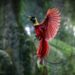 Birdwatching Burung Cenderawasih di Raja Ampat.